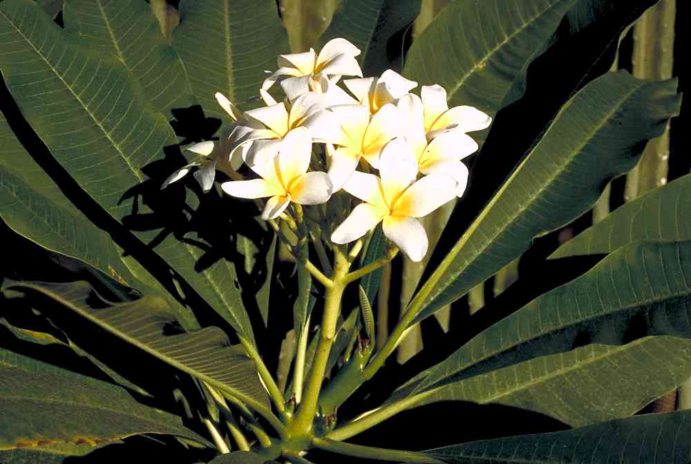 planta agoniada