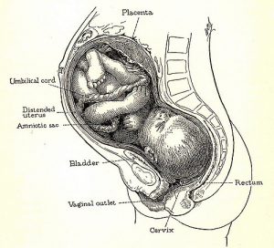 colo do utero