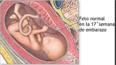 desenvolvimento do bebê 18 semanas
