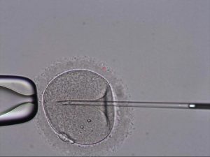 Fertilização in vitro